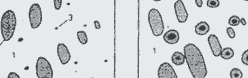 Fig.20 Primary austenite dendrites in the solidification of nodular cast iron