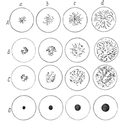 Eutectic cells Part III